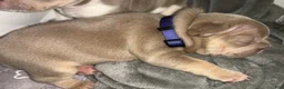 French Bulldog dogs for sale: Olivia “Vampire” Rodrigo  - Ad 11