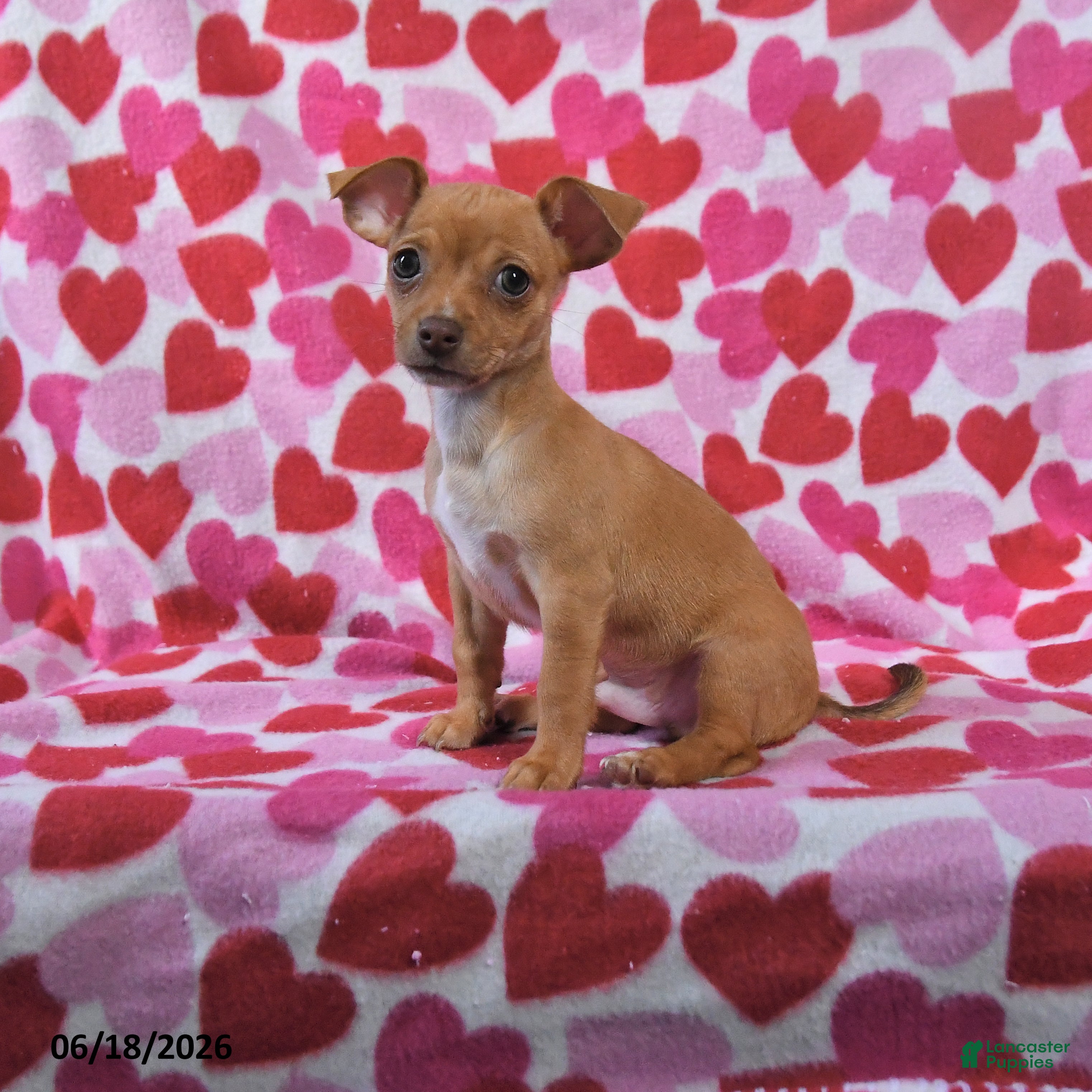 Chihuahua dogs Tucker - Ad 1