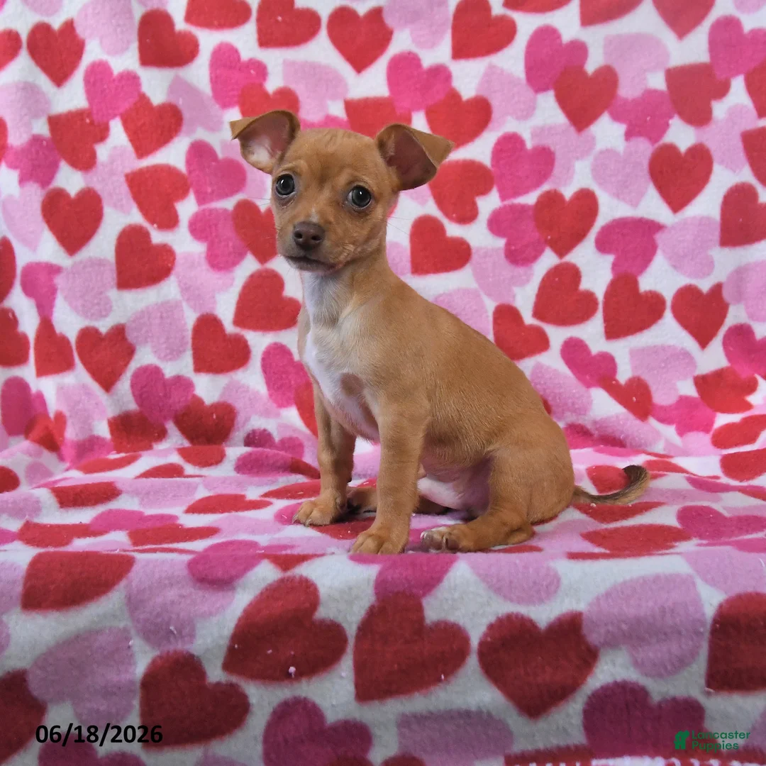 Chihuahua dogs for sale: Tucker - Ad 1