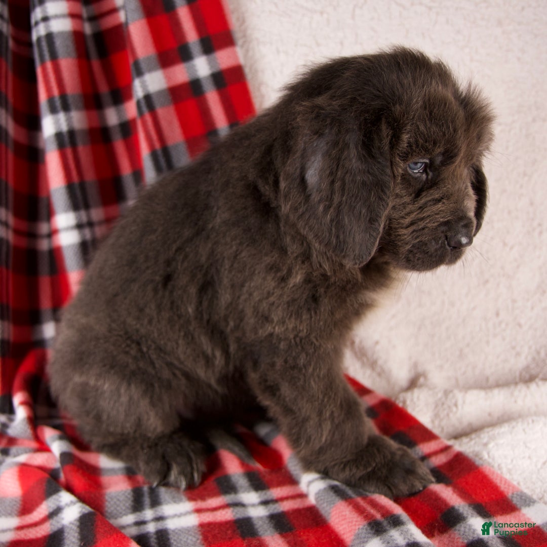 Newfoundland dogs for sale: Harley - Ad 4