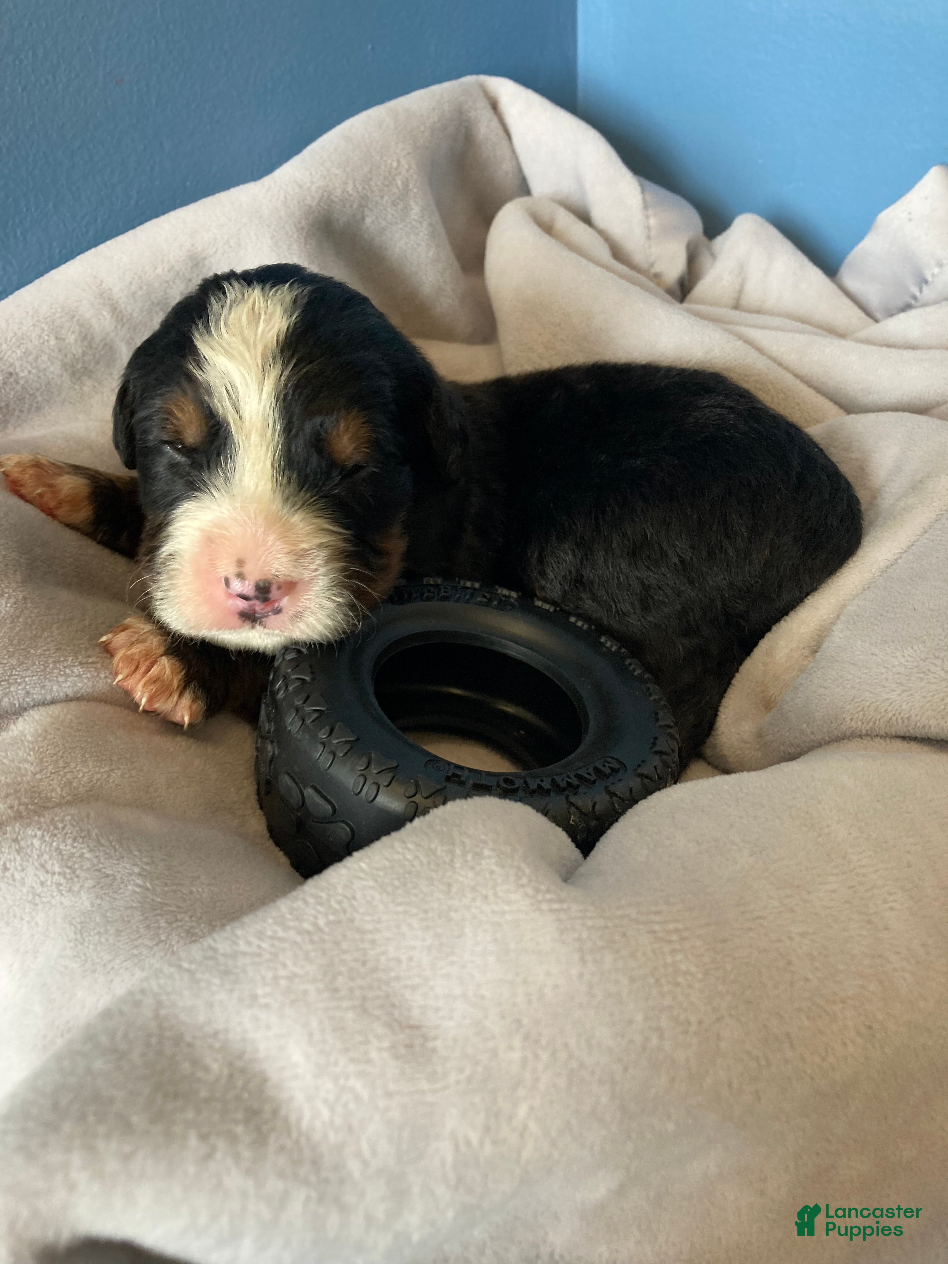 Bernese Mountain Dog dogs Smudge - Ad 1