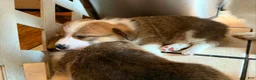 Welsh Corgi Pembroke dogs for sale: Welsh Corgi Pembroke 4 - Ad 2