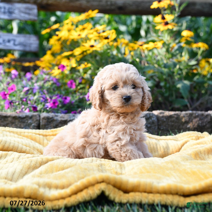 Cockapoo dogs Laura - Ad 2