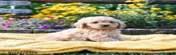 Cockapoo dogs for sale: Laura - Ad 2
