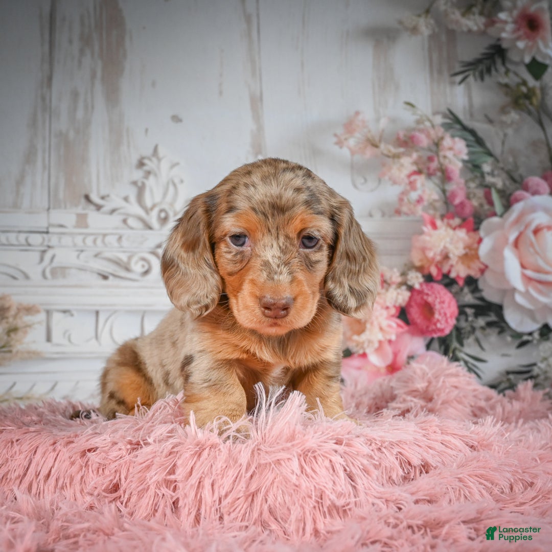 Miniature Dachshund dogs for sale: AKC-Ruger - Ad 4