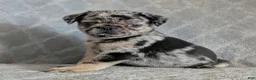 Pug dogs for sale: Truffles - Ad 4