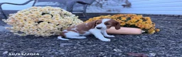 Welsh Springer Spaniel dogs for sale: Lori - Ad 16