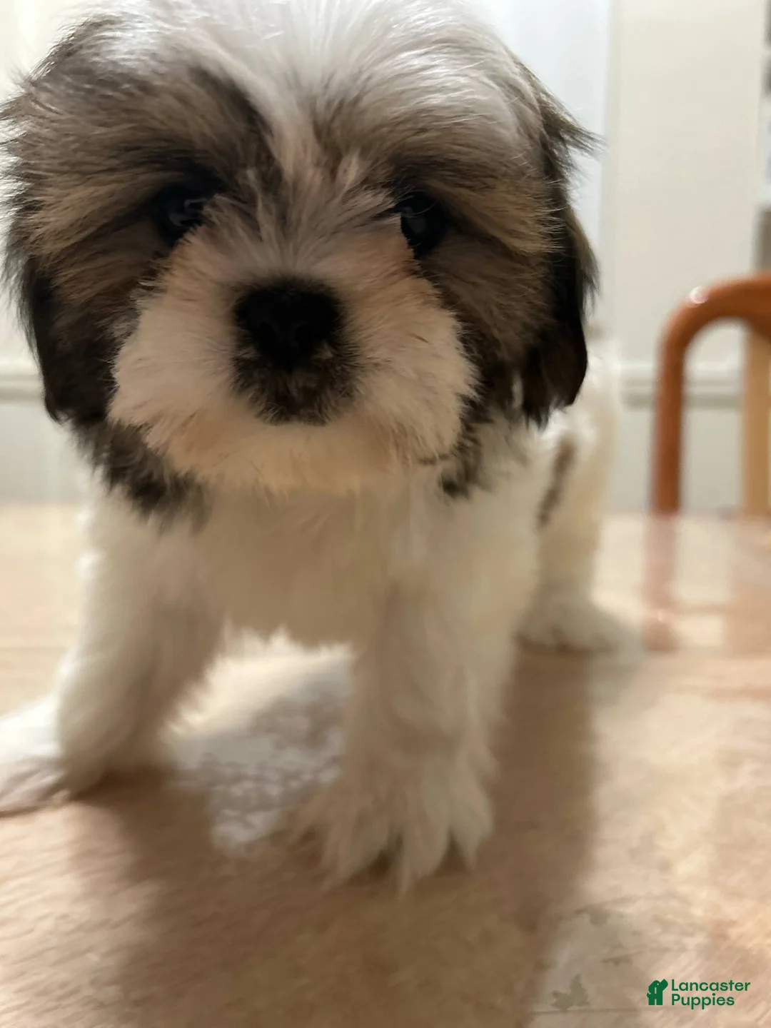 Shih Tzu dogs for sale: Romy - Ad 1