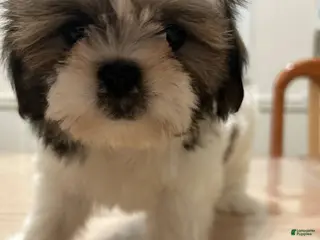 Shih Tzu dogs Romy - Ad 42