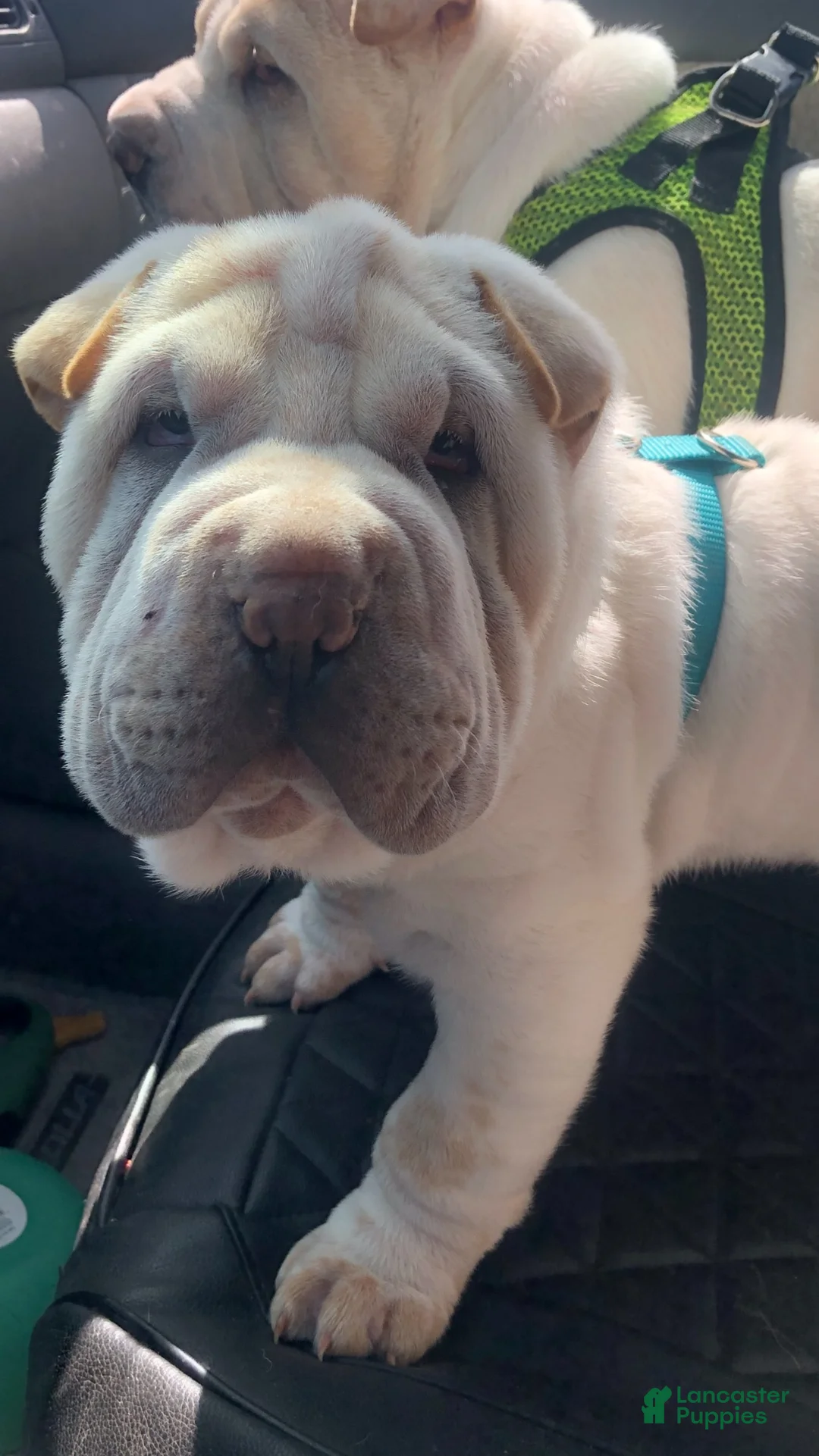 Shar Pei dogs for sale: Shar Pei Puppy 6 - Ad 2
