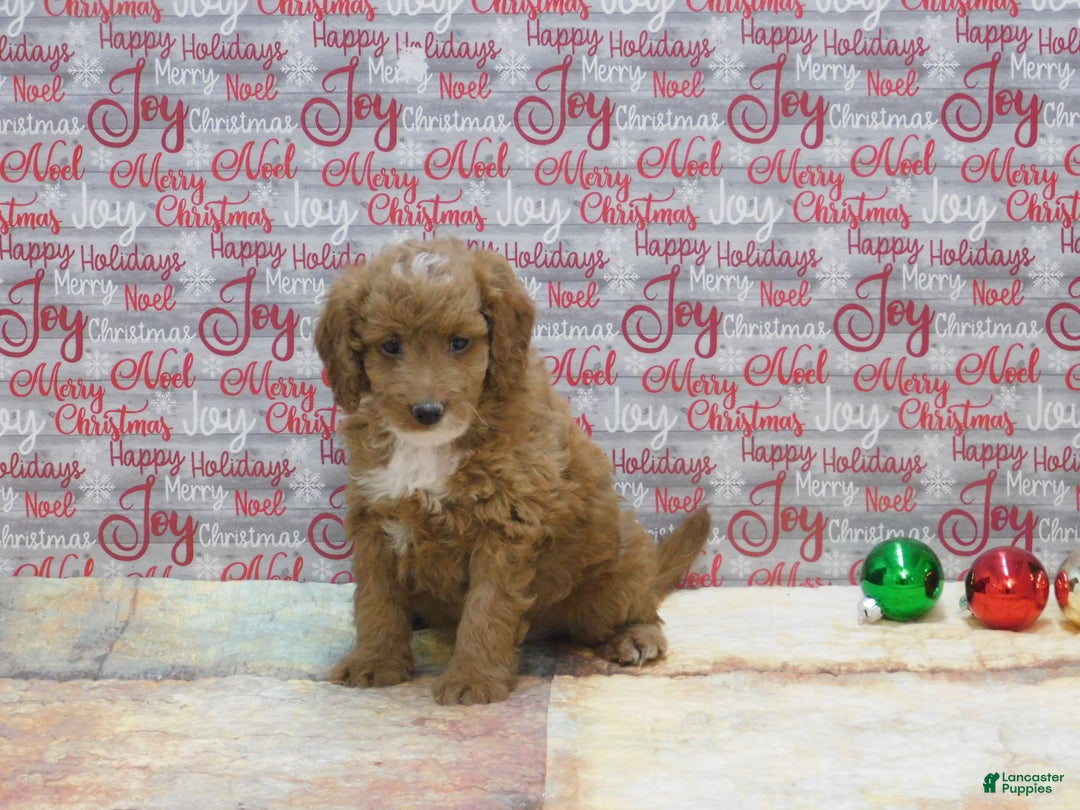Goldendoodle dogs for sale: Mini Riley - Ad 1