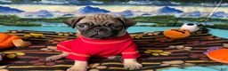 Pug dogs for sale: Moe - Ad 2