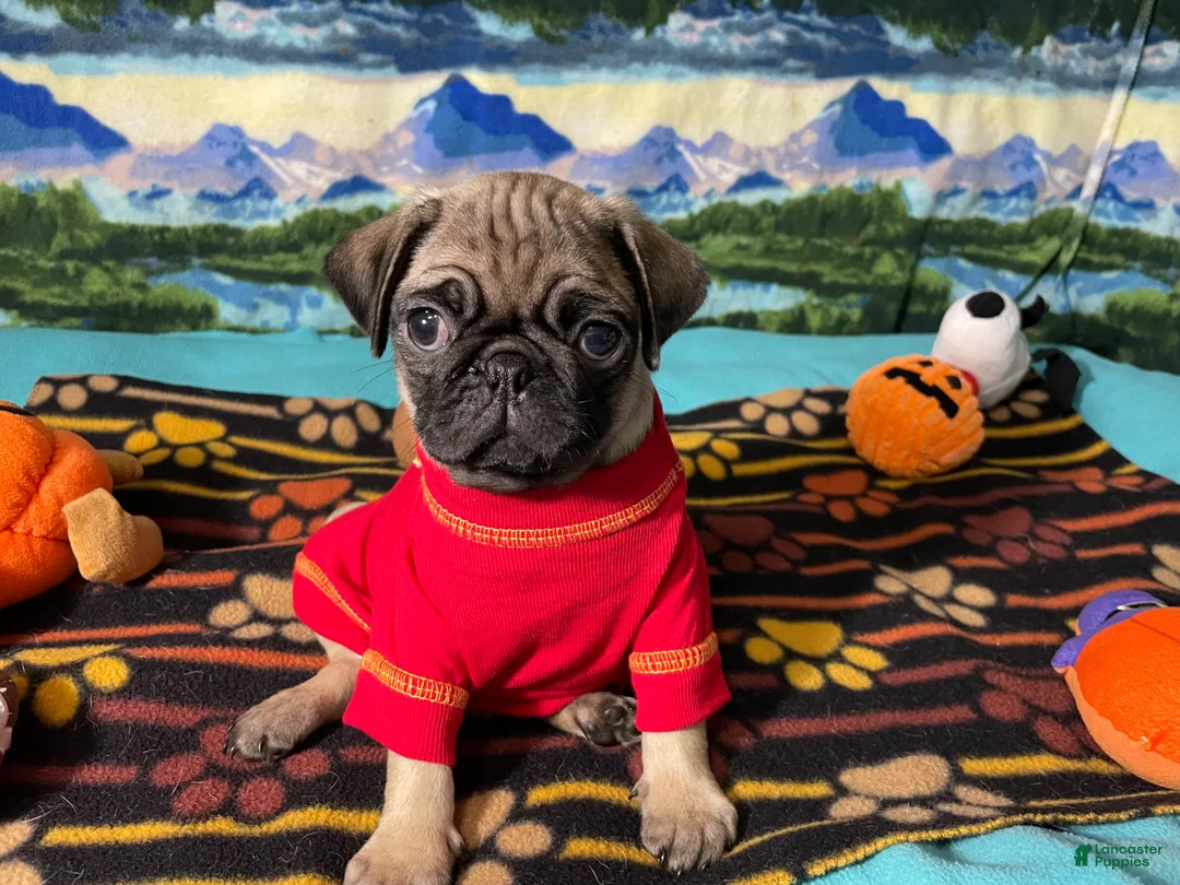 Pug dogs for sale: Moe - Ad 2