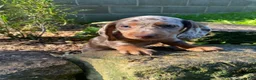 Miniature Dachshund dogs for sale: Lucy - Ad 9