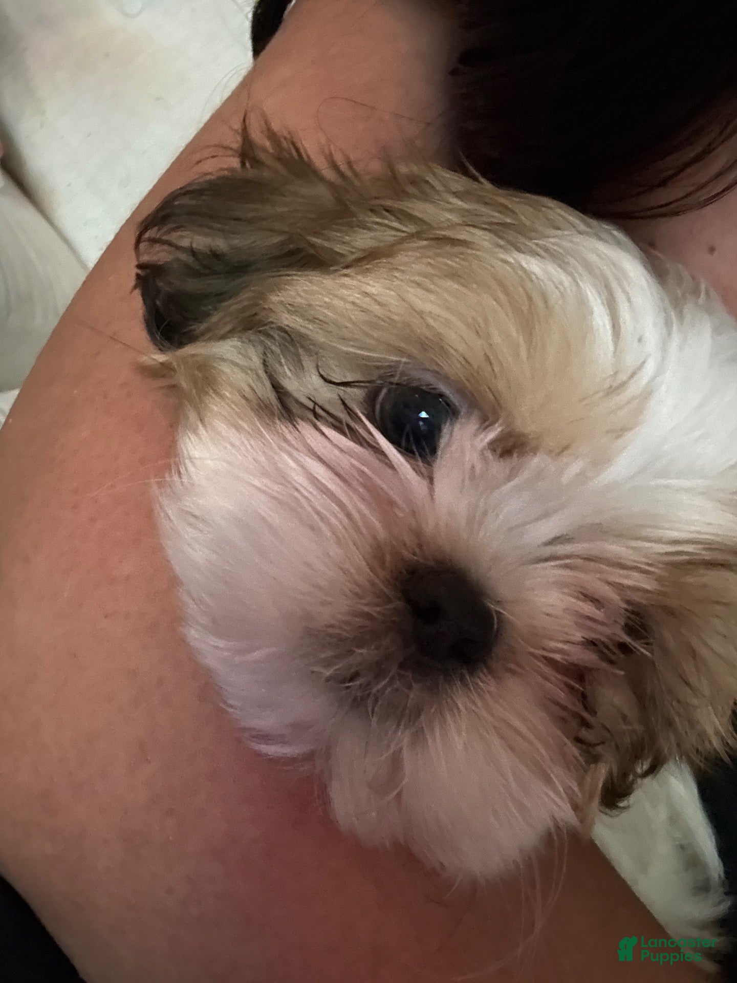 Shih Tzu dogs Shih Tzu 1 - Ad 14