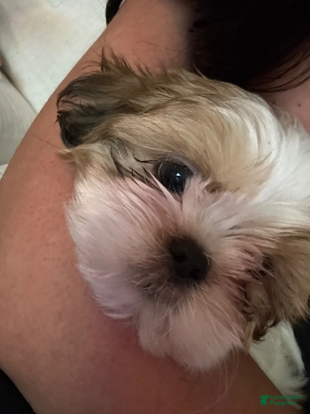 Shih Tzu dogs for sale: Shih Tzu 1 - Ad 1