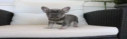 French Bulldog dogs for sale: Tracy - Ad 3