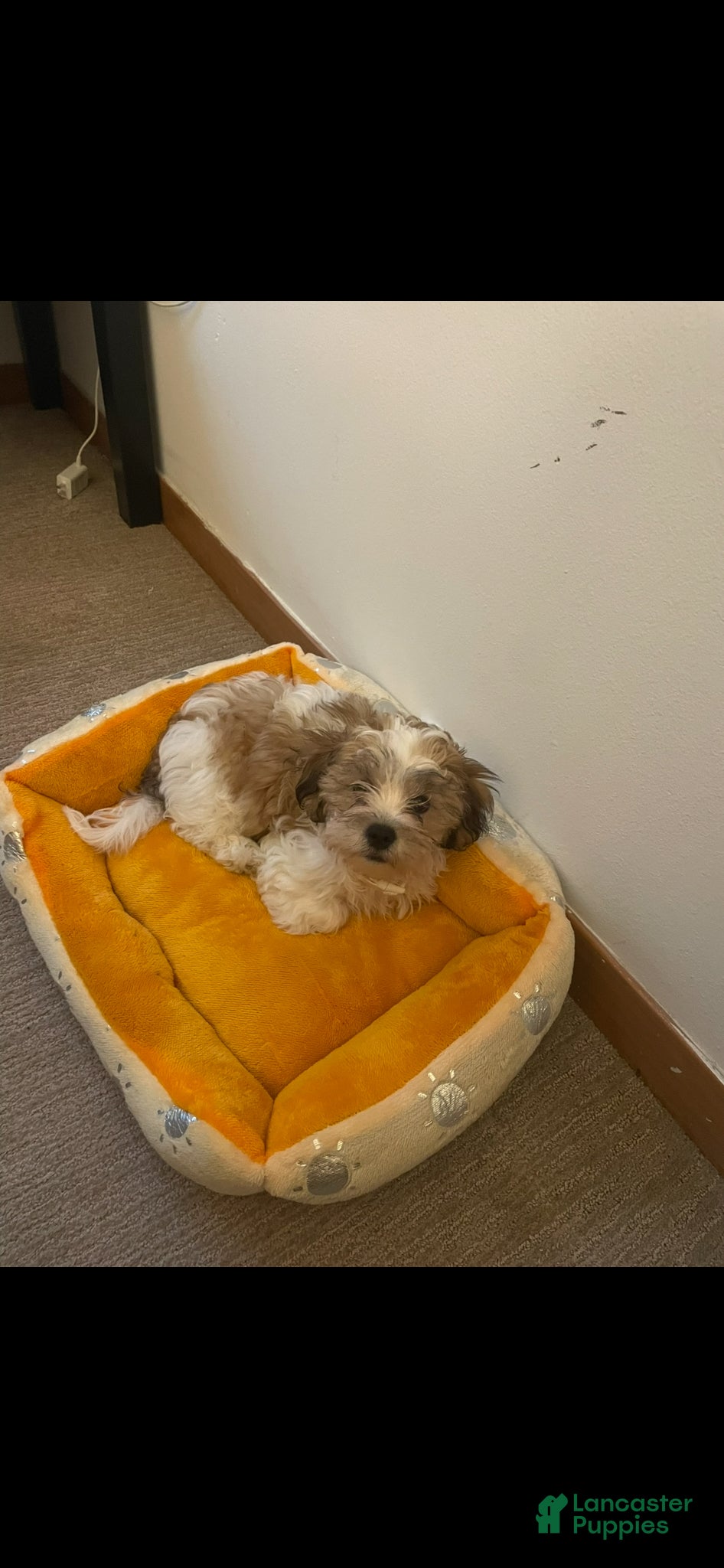 Shihpoo dogs Shihpoo Puppy Goldie - Ad 20