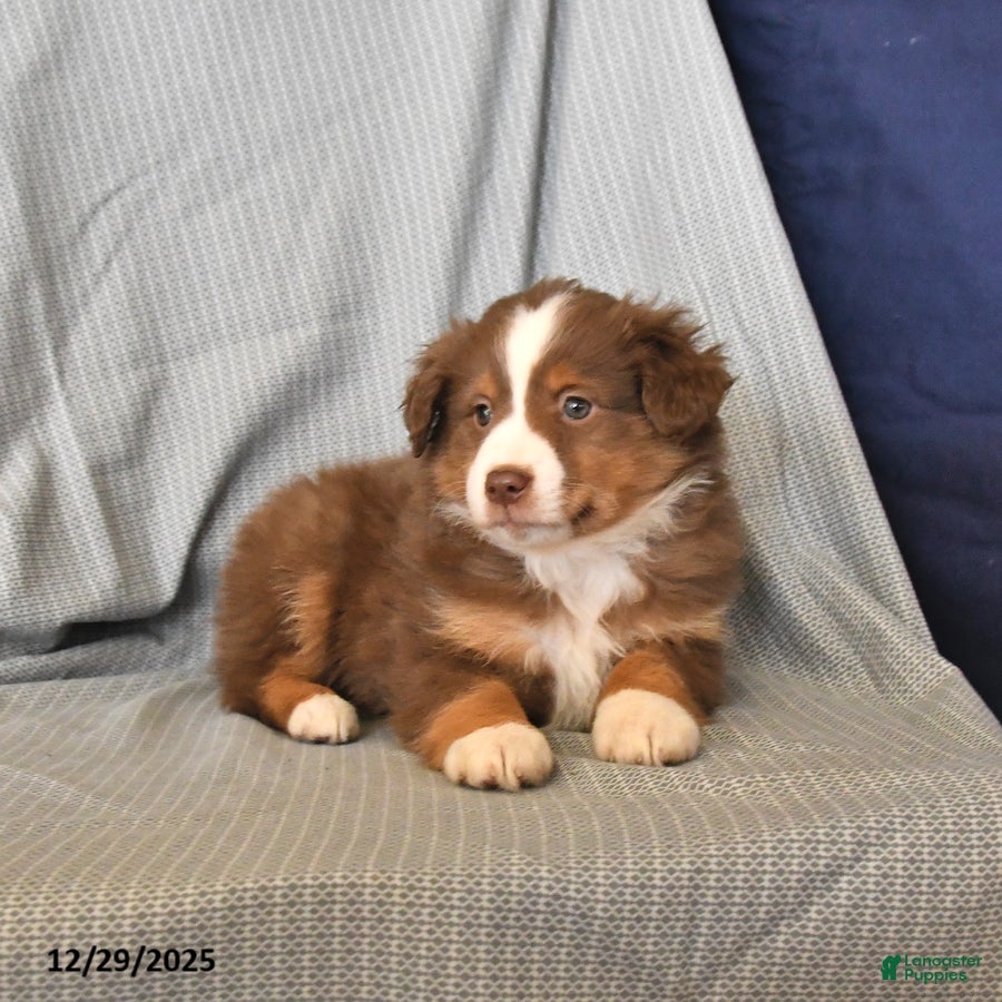 Australian Shepherd dogs Rocky - Ad 38