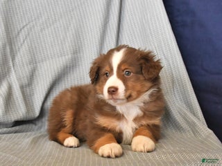 Australian Shepherd dogs Rocky - Ad 33