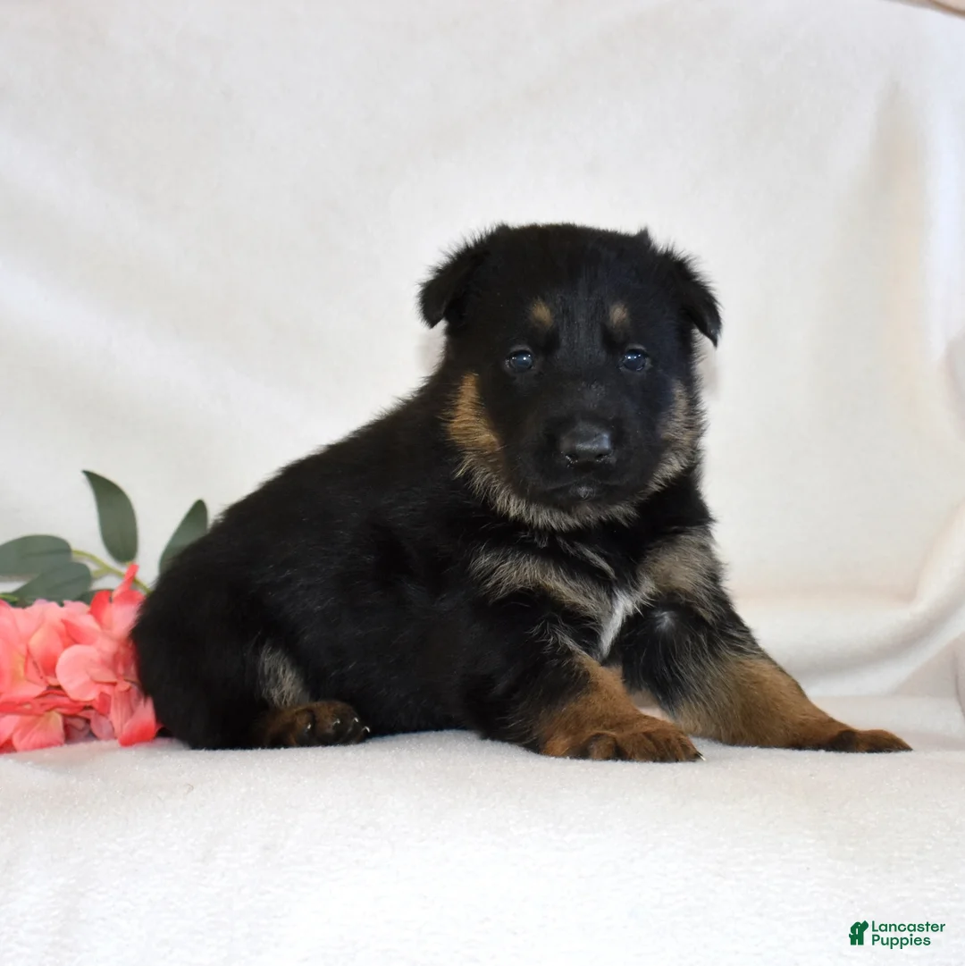 German Shepherd dogs for sale: Savannah - Ad 1