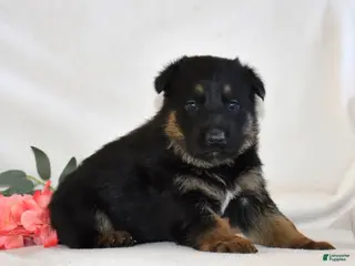 German Shepherd dogs Savannah - Ad 19