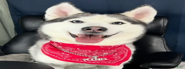 King Nikko Runs