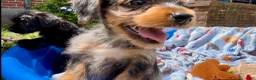 Shorkie dogs for sale: Shorkie 3 - Ad 11
