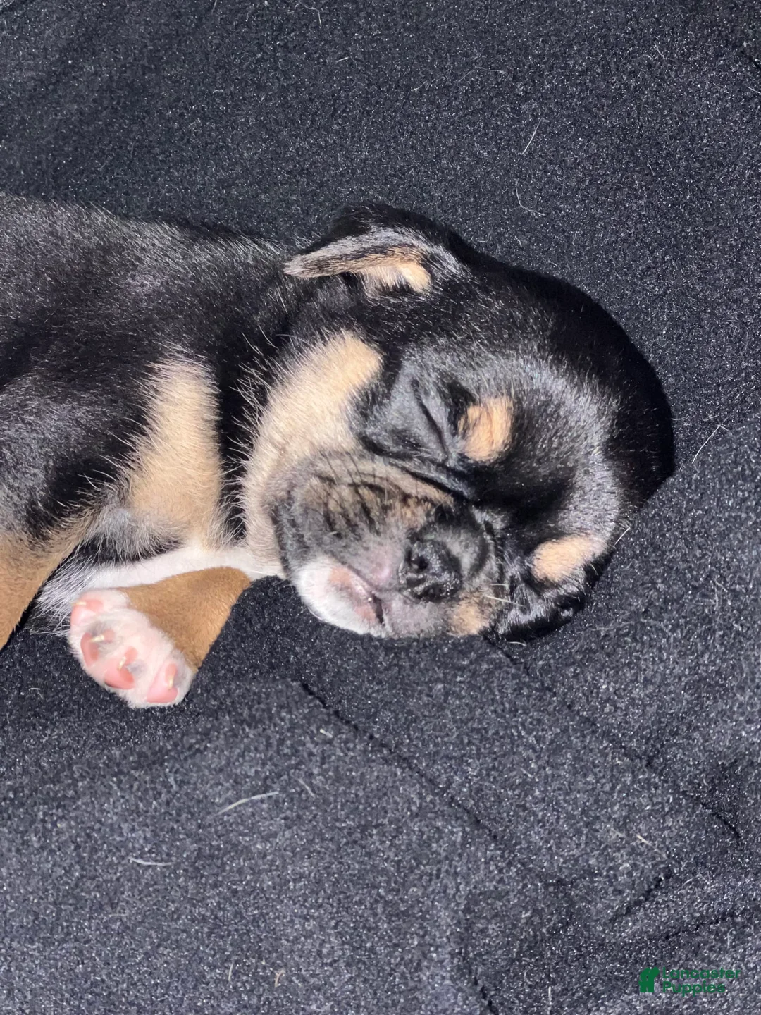 Gallery Image {{count}}