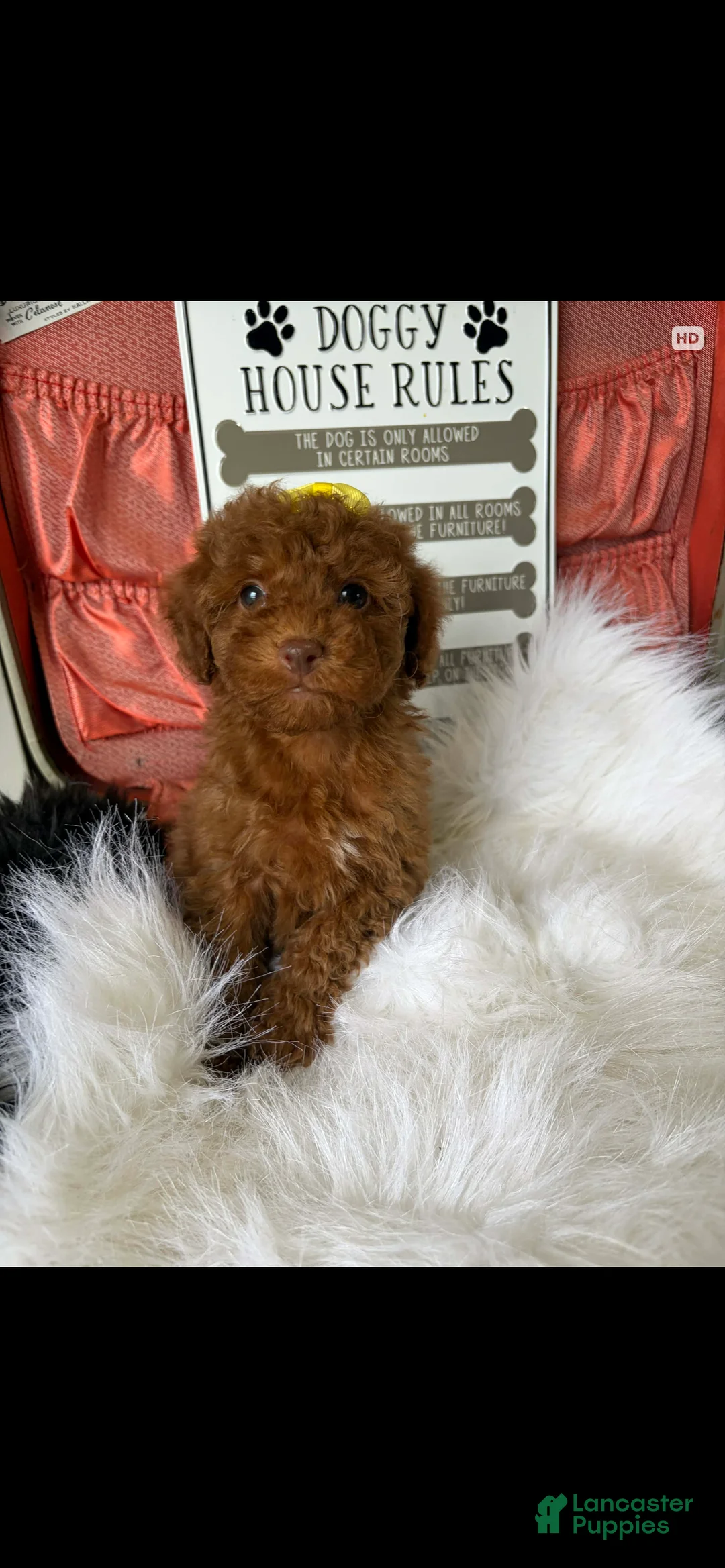 Toy Poodle dogs for sale: Akc Bred The Color Red - Ad 4