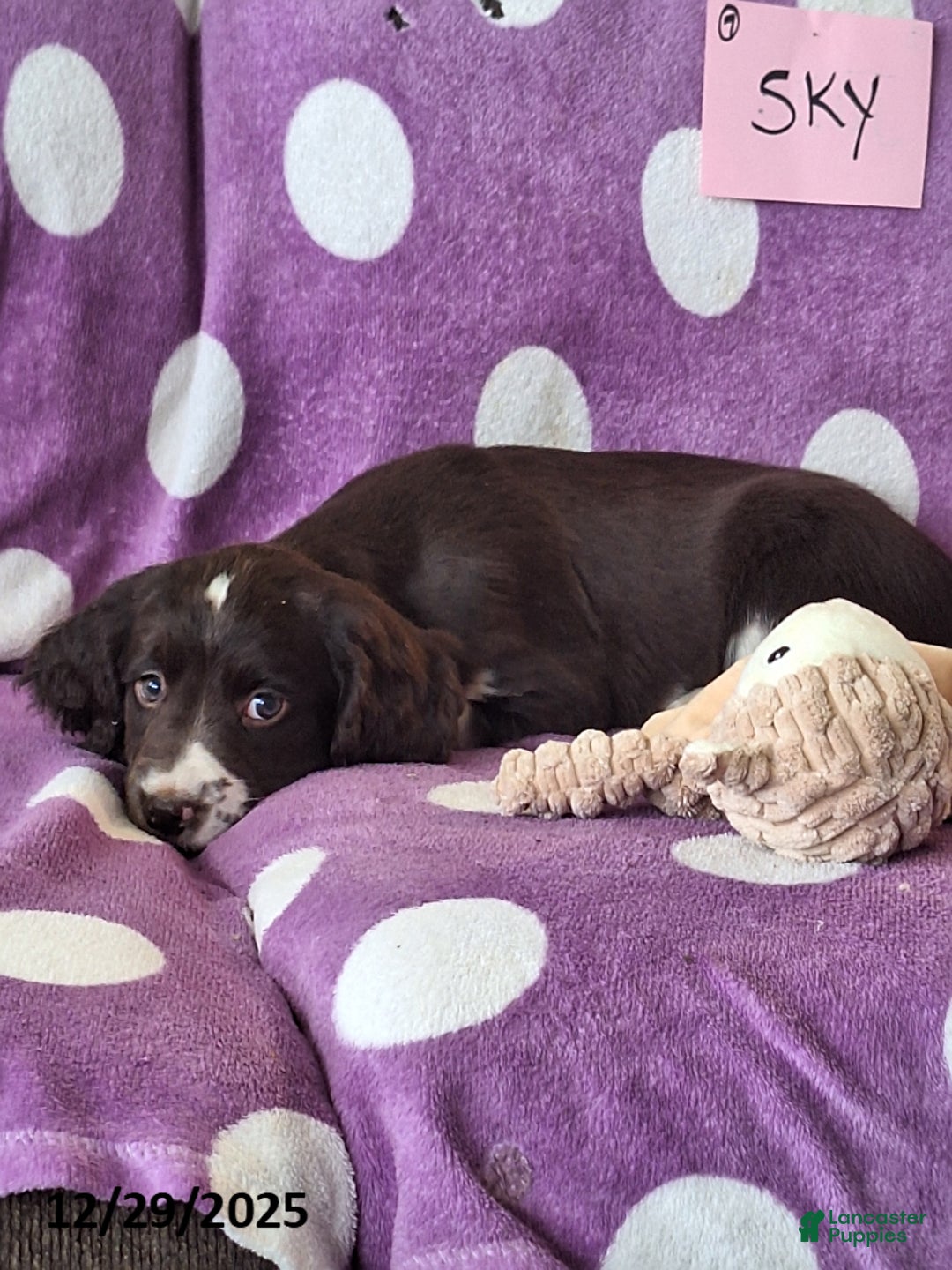 English Springer Spaniel dogs for sale: Sky - Ad 5