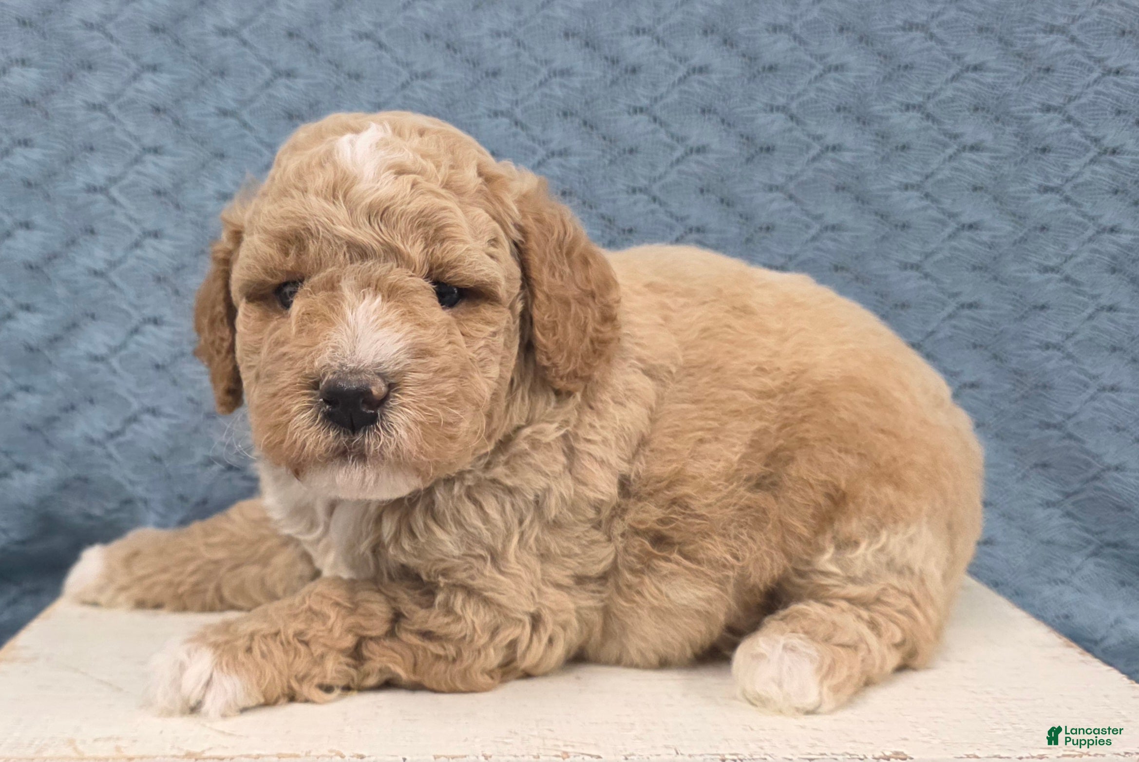 Miniature Poodle dogs Teddy  - Ad 1