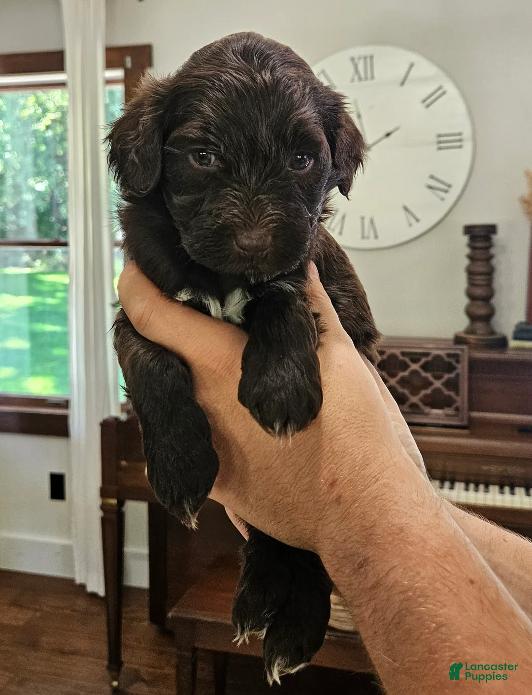 Portuguese Water Dog dogs for sale: Rosco - Ad 2