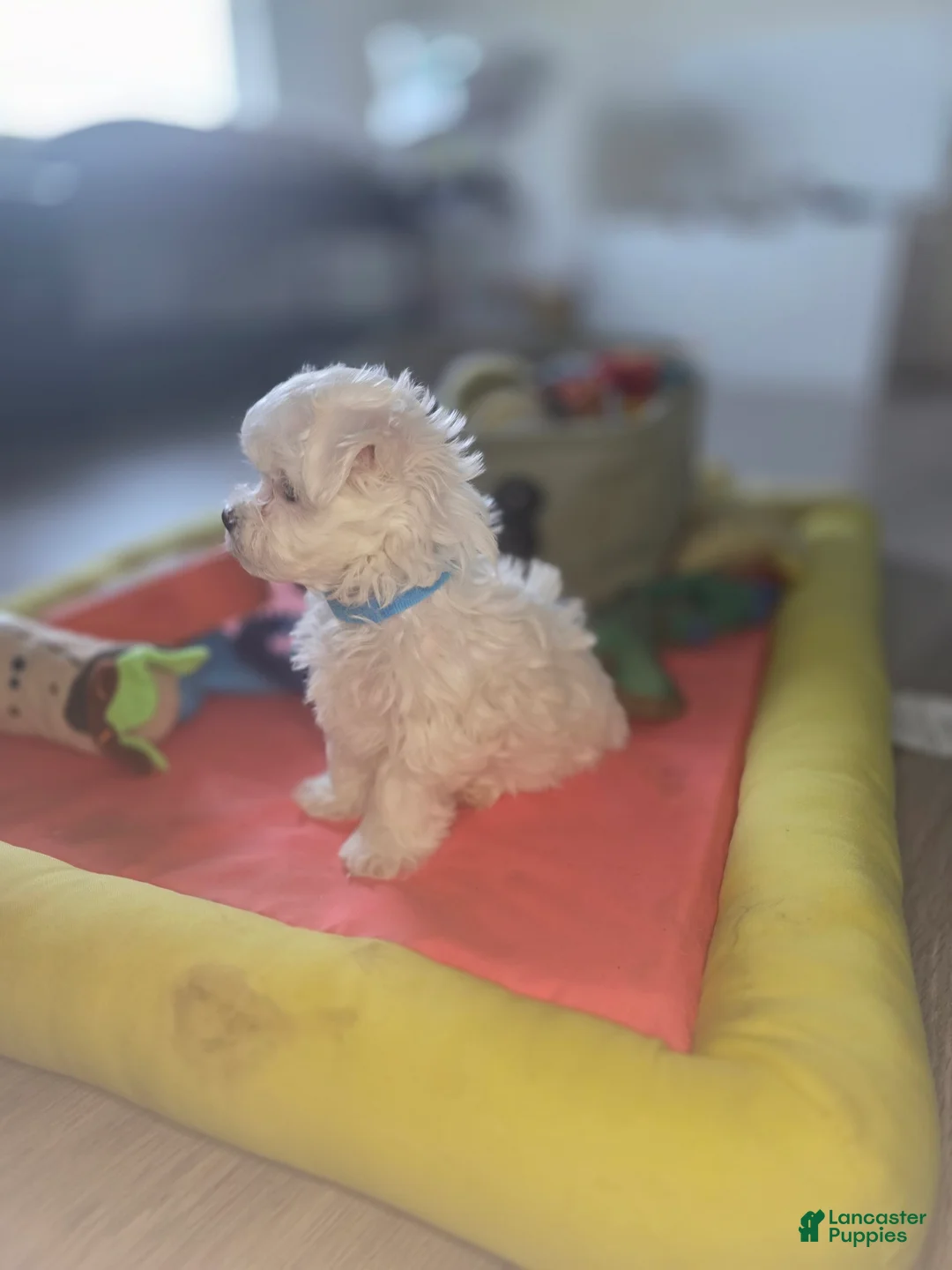 Maltese dogs for sale: 🐾 Male Maltese Puppy – Playful, Charming & Tiny - Ad 13