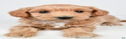 Maltipoo dogs for sale: Cassandra - Ad 2