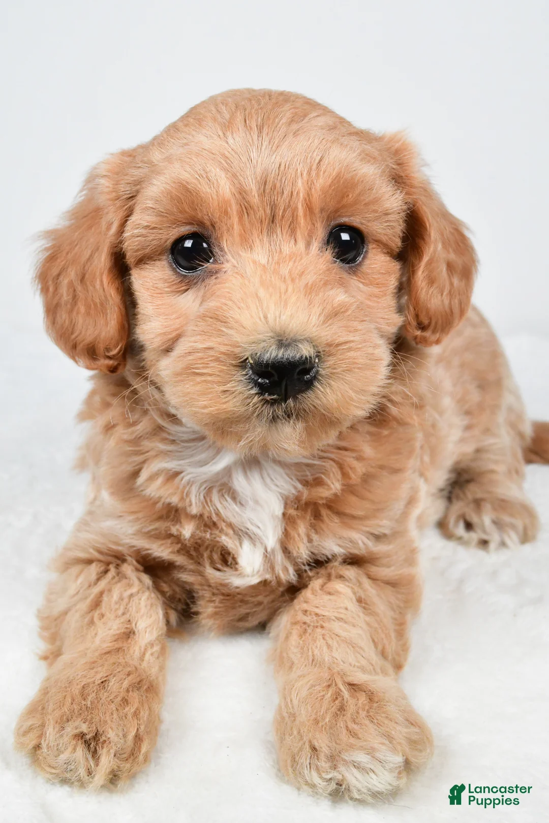 Maltipoo dogs for sale: Cassandra - Ad 2