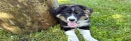 Mixed Breed dogs for sale: Skip - Ad 1