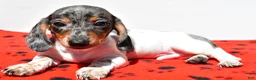 Dachshund dogs for sale: Bo - Ad 4