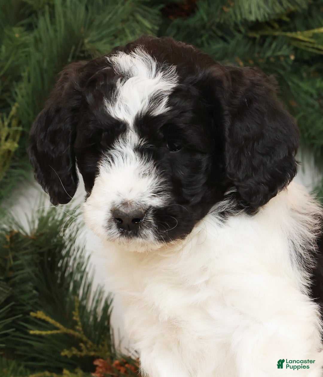 Saint Berdoodles dogs for sale: Chloe - Ad 7