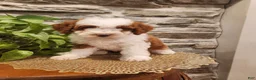 Mini Bernedoodle dogs for sale: EMMA - FEMALE Mini Bernedoodle 2 - Ad 17