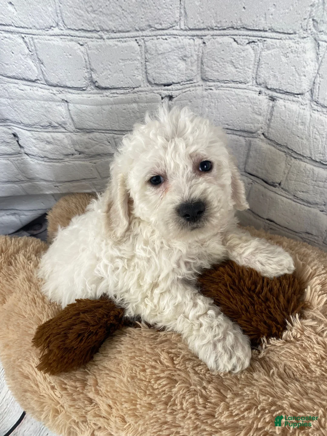 Bichon Frise dogs for sale: Cash - Ad 8