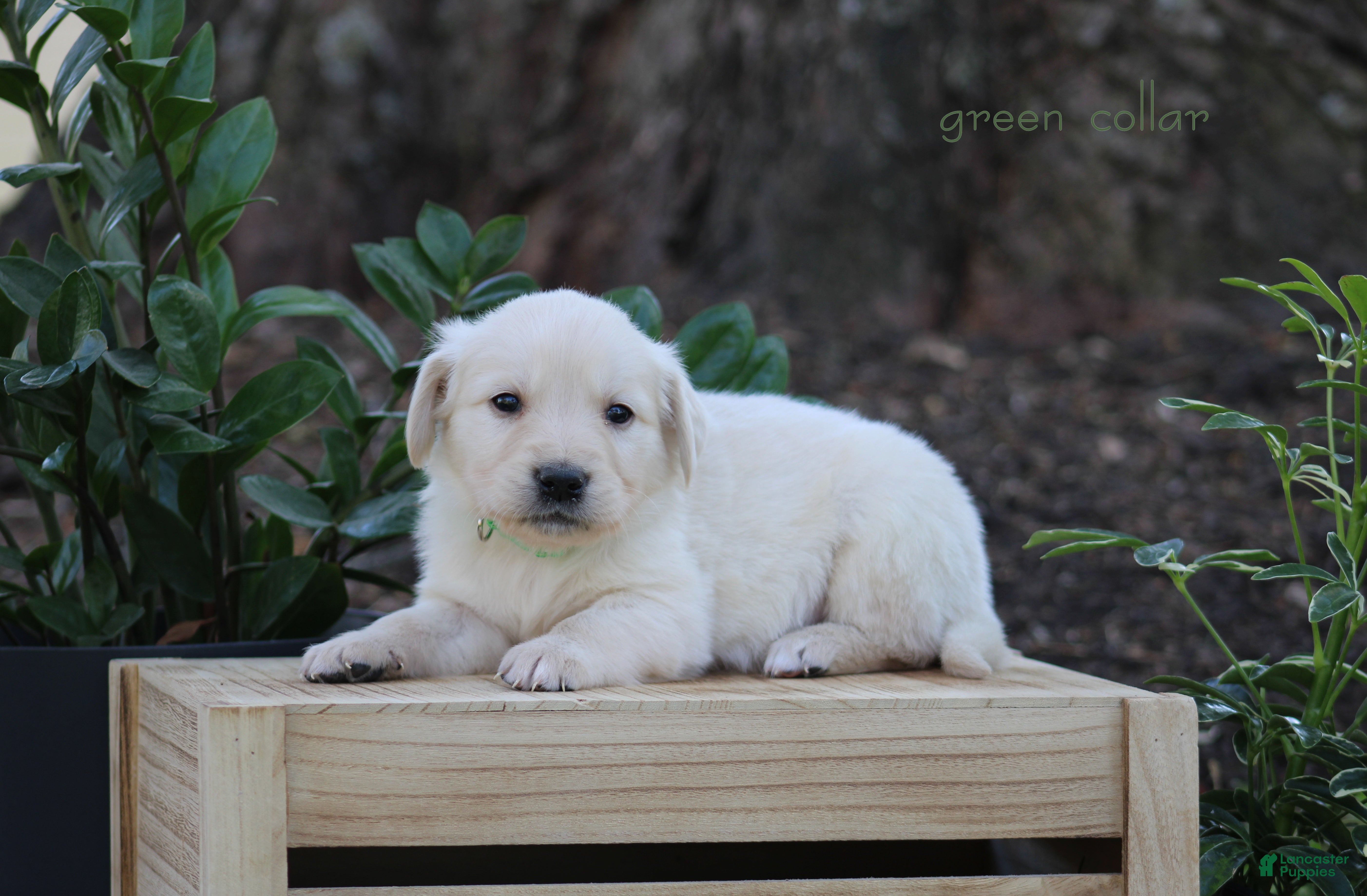 Golden Retriever dogs Golden Retriever Green Collar - Ad 2