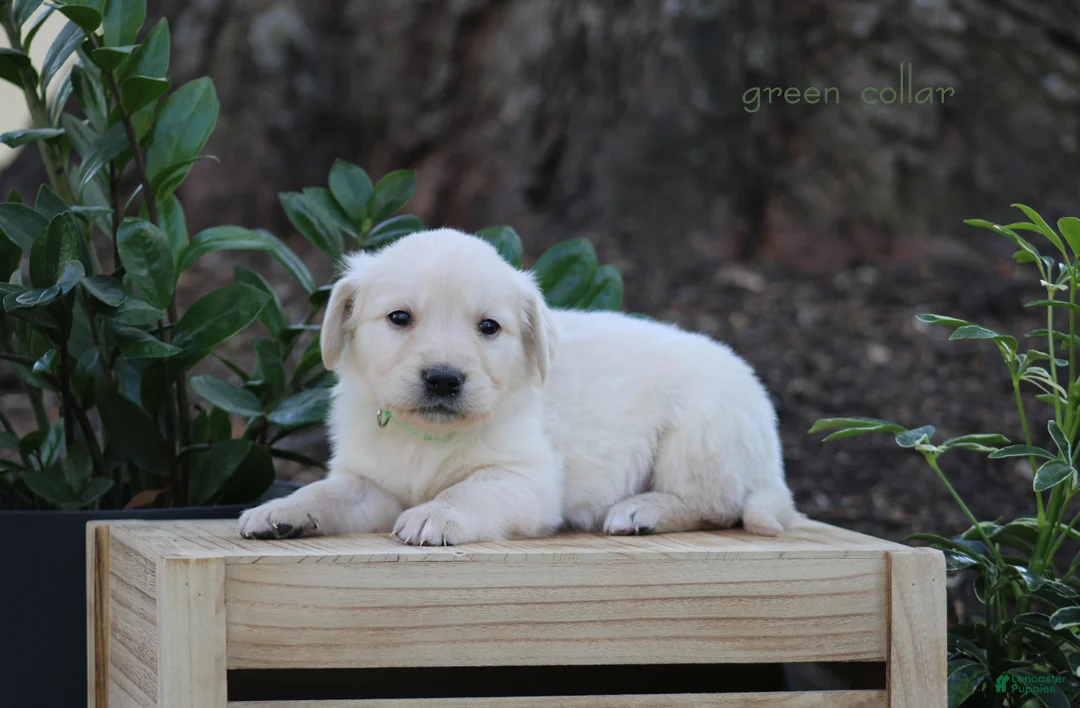 Golden Retriever dogs for sale: Golden Retriever Green Collar - Ad 2