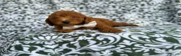 Mini Goldendoodle dogs for sale: Leon - Ad 4