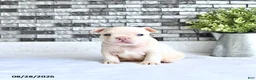 French Bulldog dogs for sale: Atlas - Ad 1