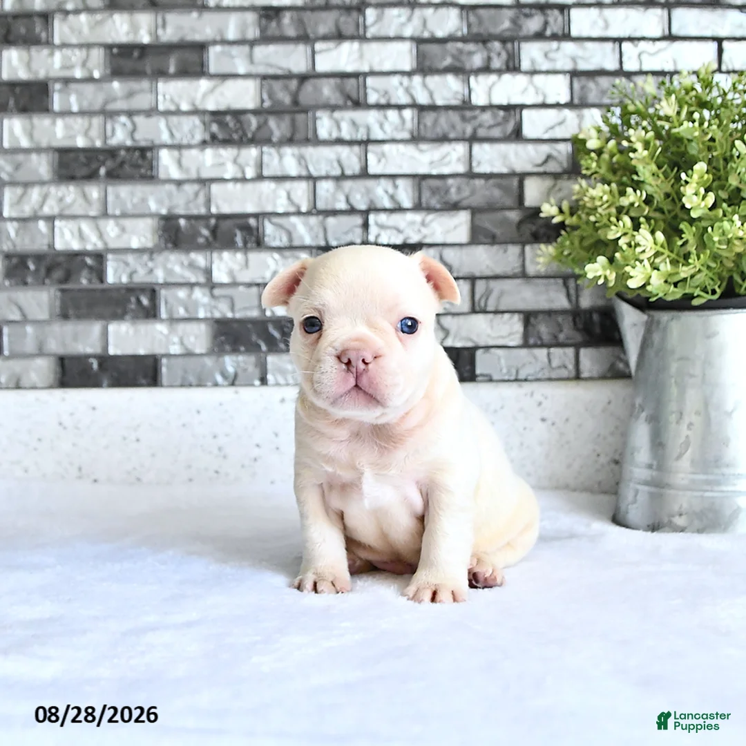 French Bulldog dogs for sale: Atlas - Ad 1