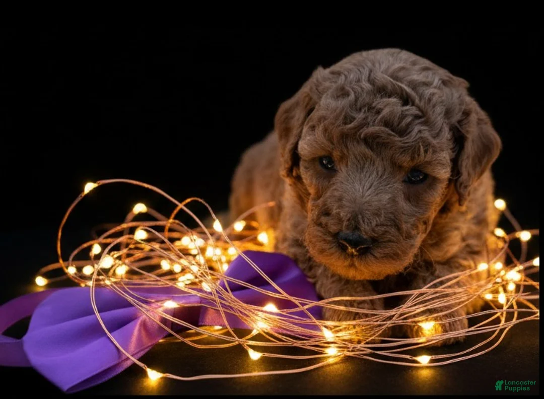 Toy Poodle dogs for sale: Cinnamon 💜 - Ad 28