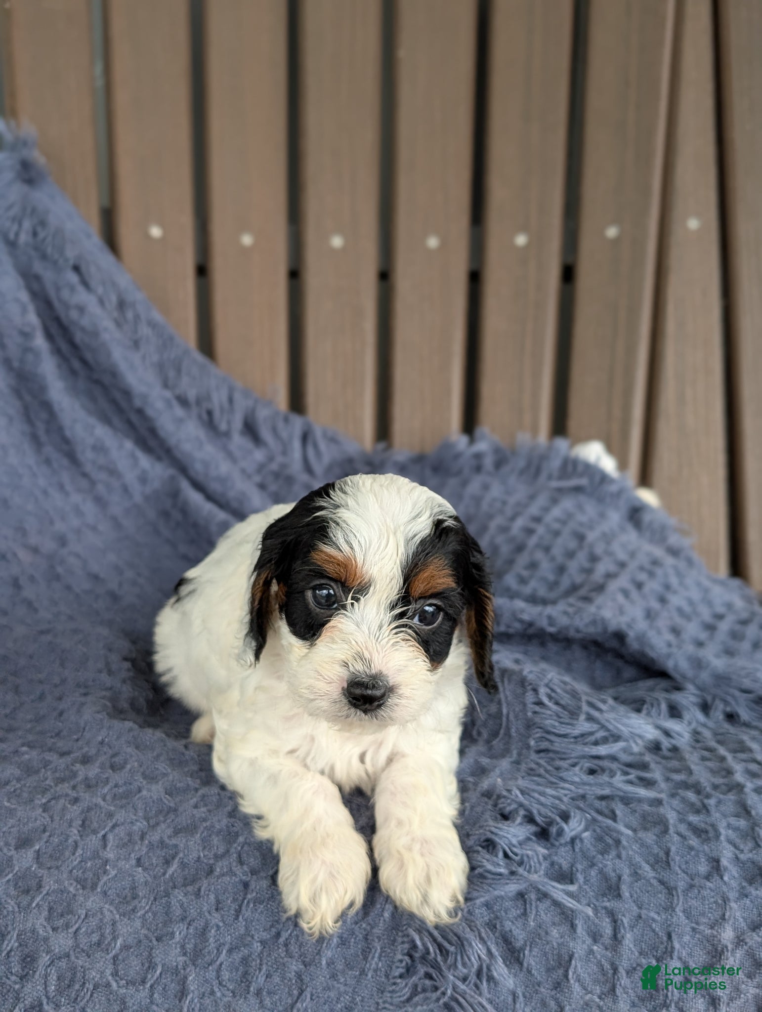 Cavapoo dogs Daphne  - Ad 2