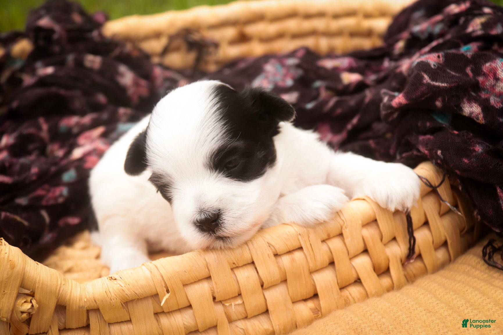 Havanese dogs Libby Havanese  - Ad 2