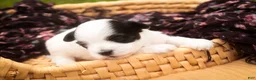 Havanese dogs for sale: Libby Havanese  - Ad 2